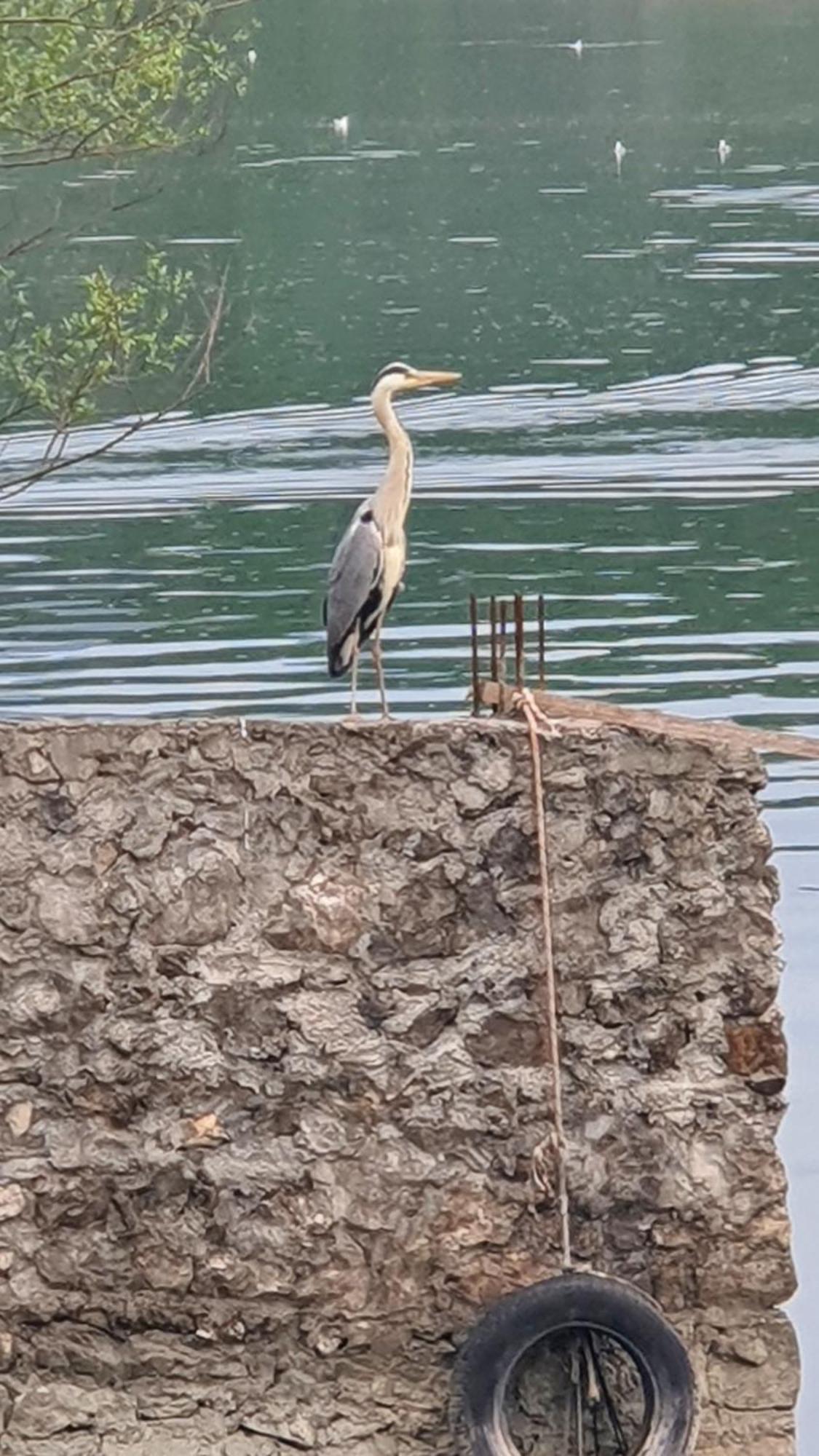 Apartman Skadarsko Jezero Bay Vranjina Extérieur photo